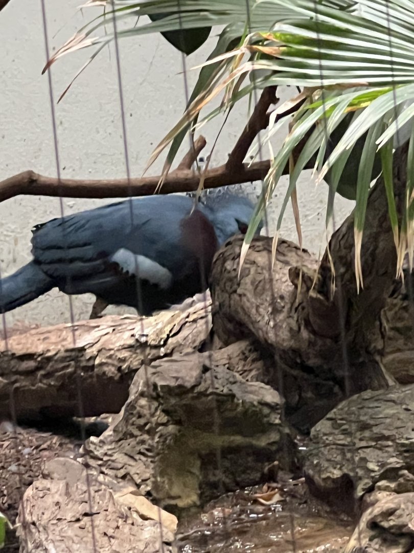 Victoria Crowned Pigeon