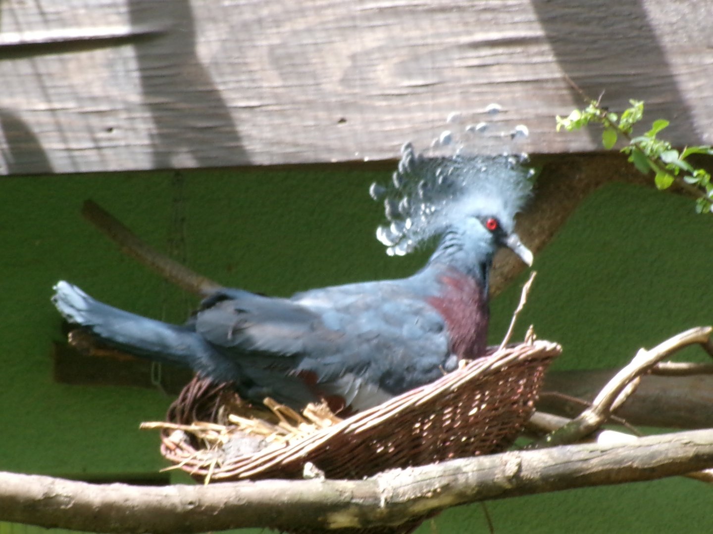 Victoria crowned pigeon