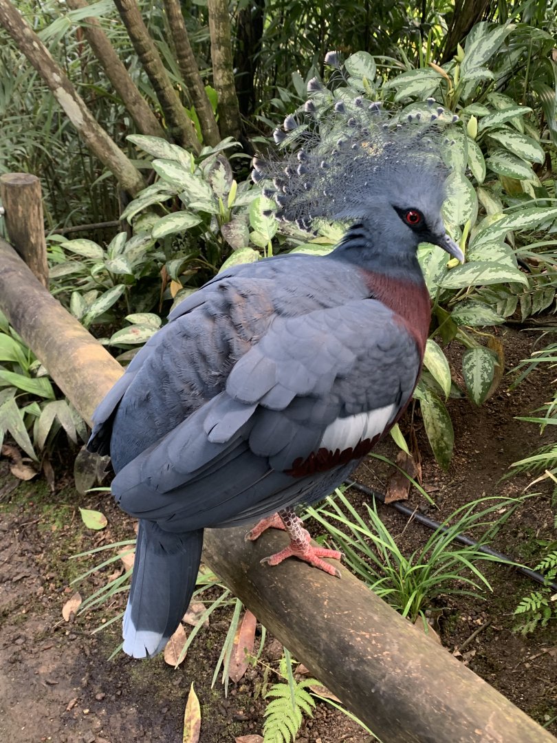 Victoria crowned pigeon