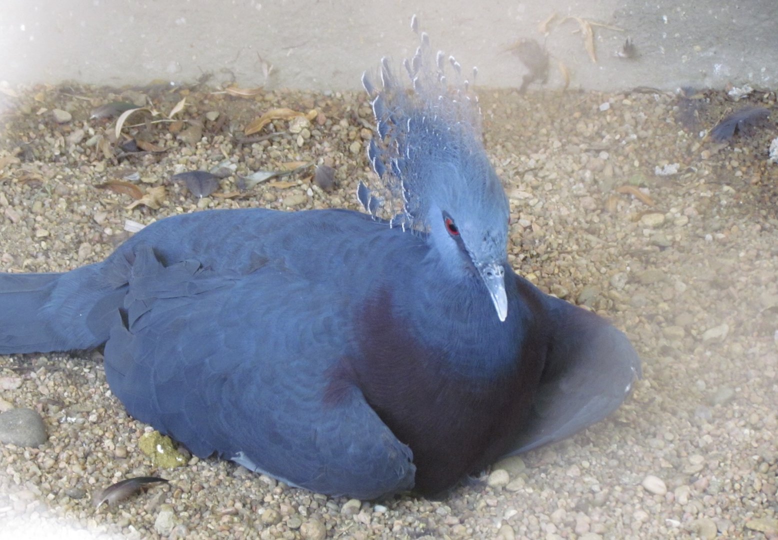 Victoria Crowned Pigeon