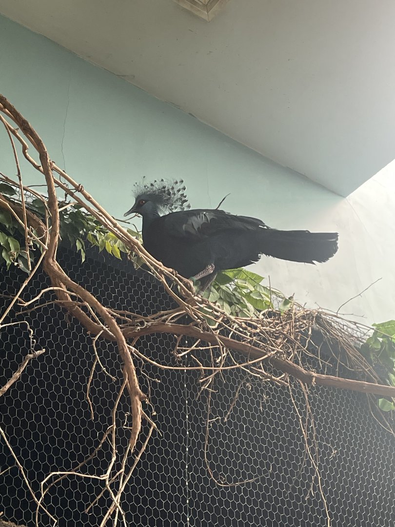 Victoria Crowned Pigeon
