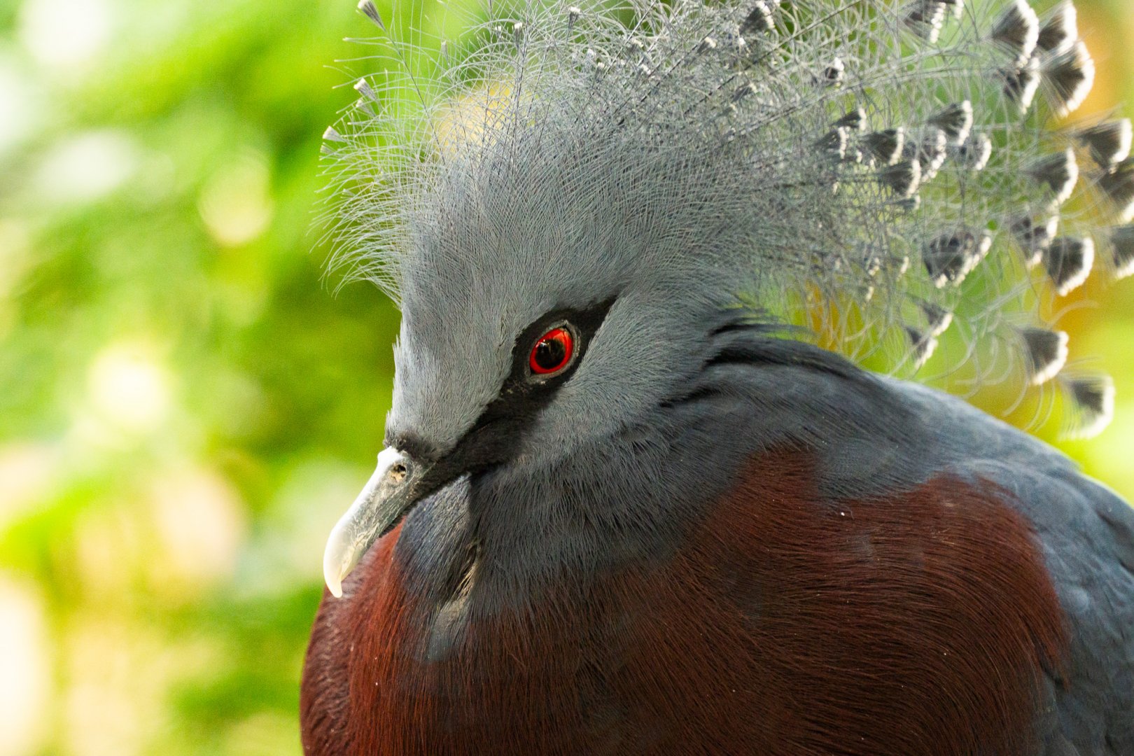 Victoria crowned pigeon