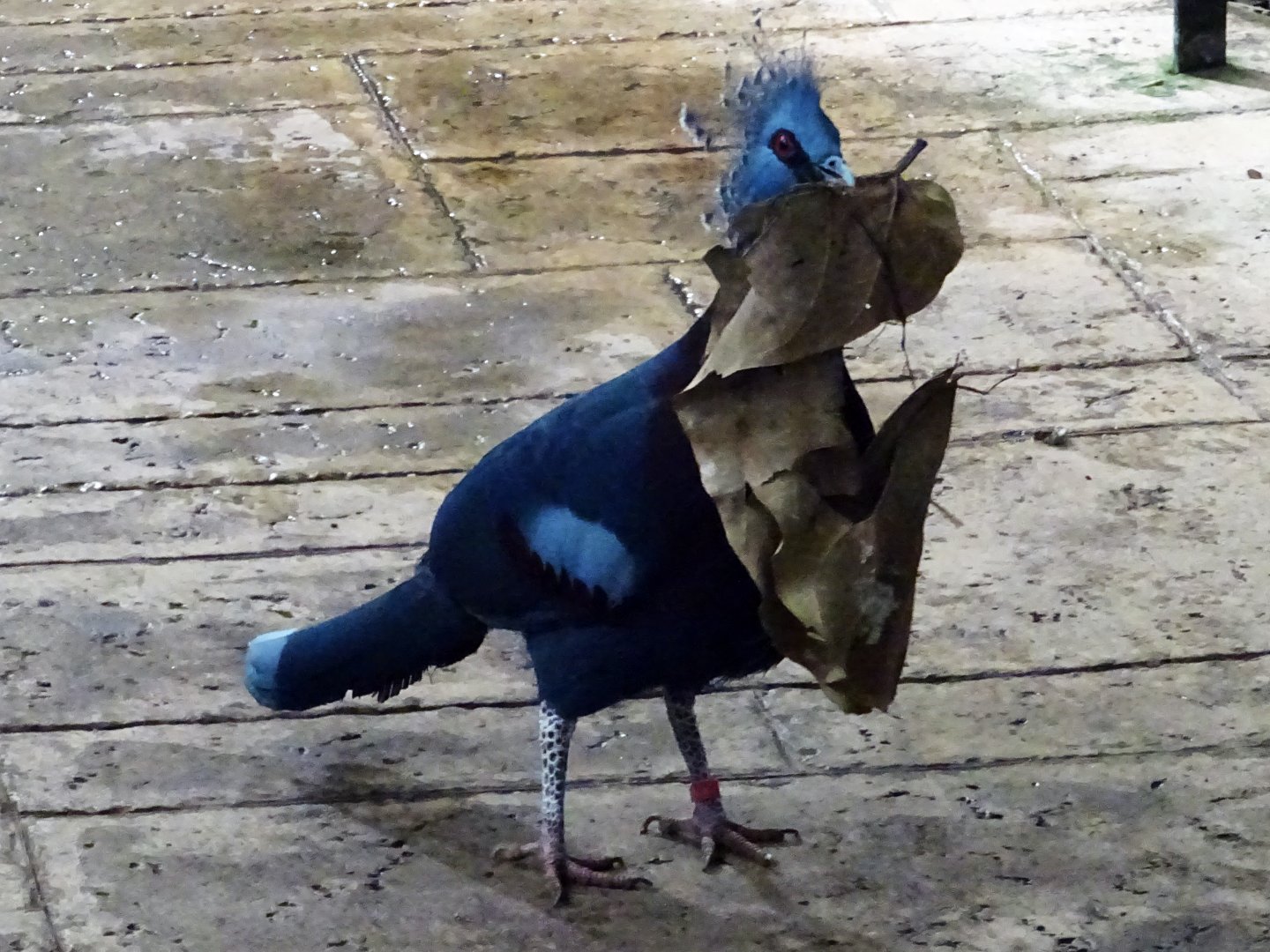 Victoria crowned pigeon