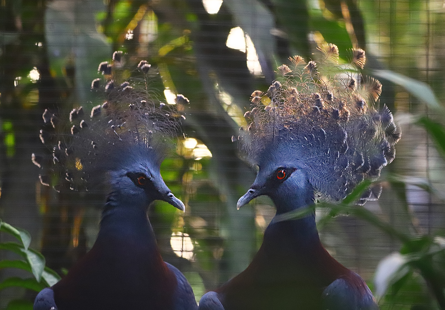 Victoria crowned pigeon