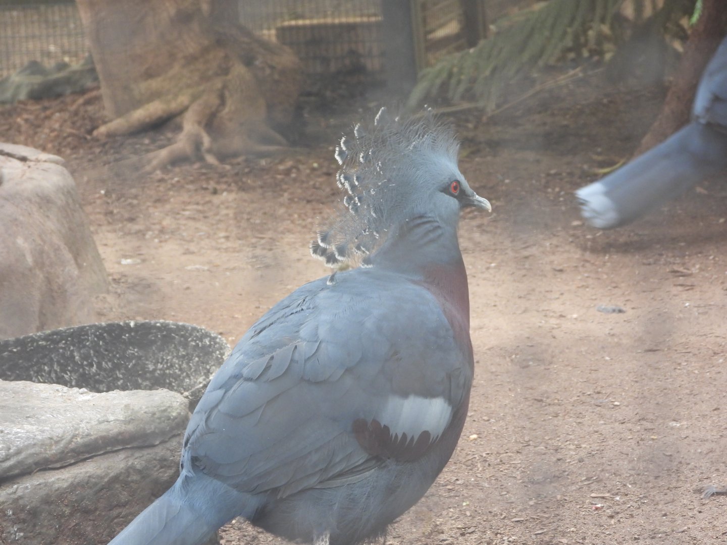 Victoria crowned pigeon