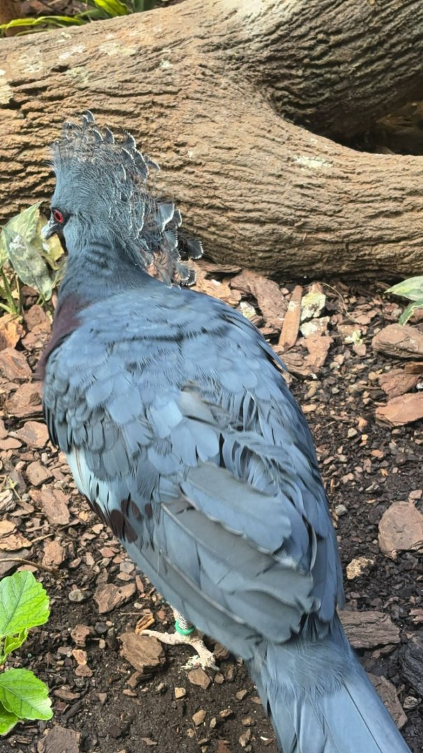 Victoria Crowned Pigeon
