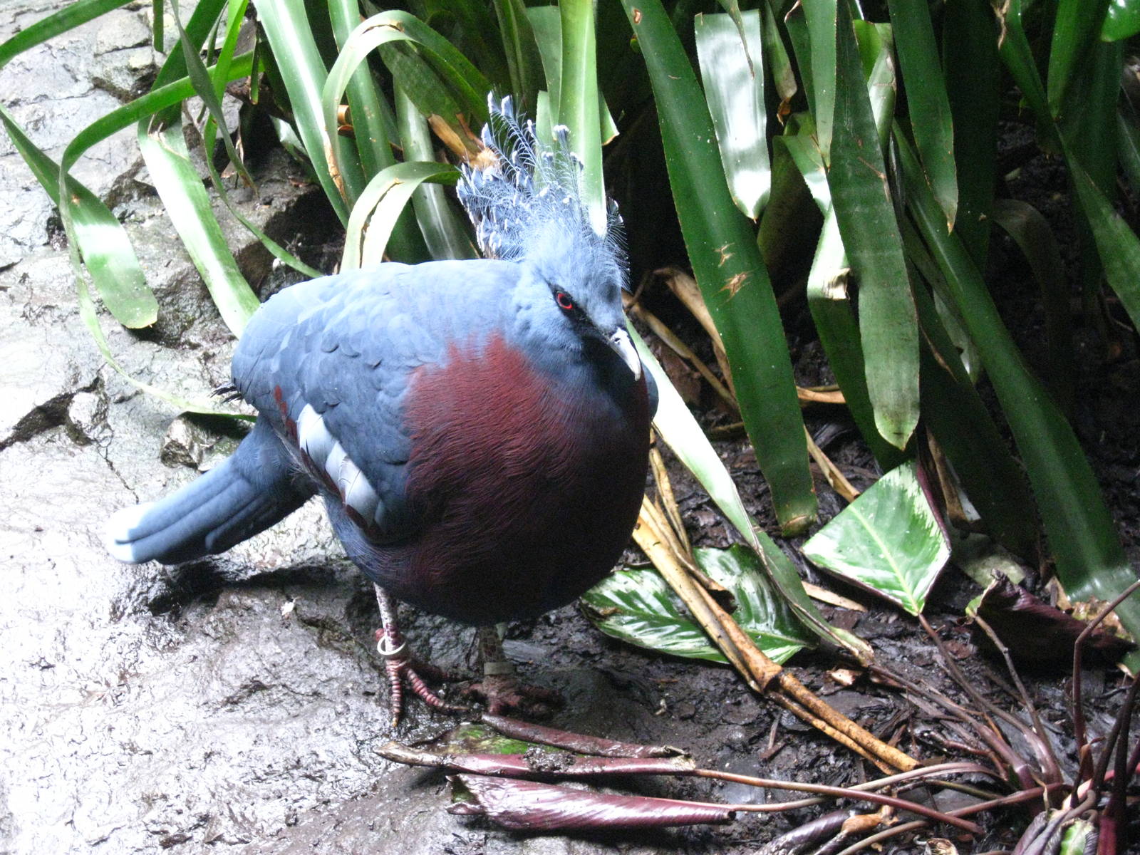 Victoria Crowned Pigeon