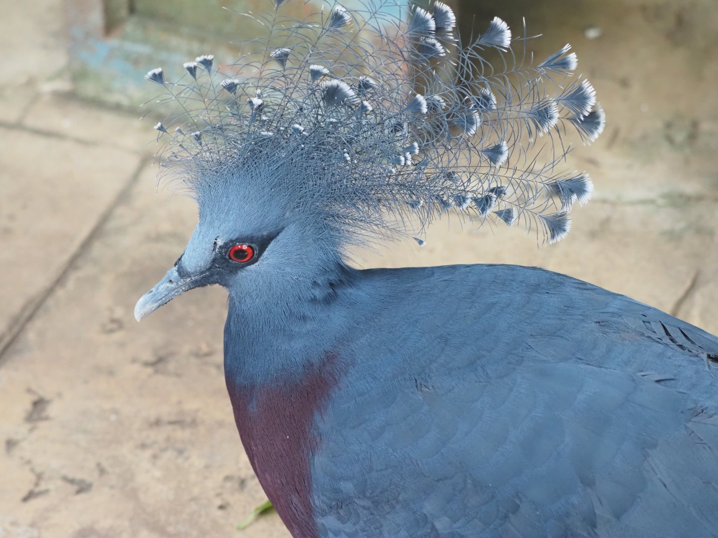 Victoria Crowned Pigeon
