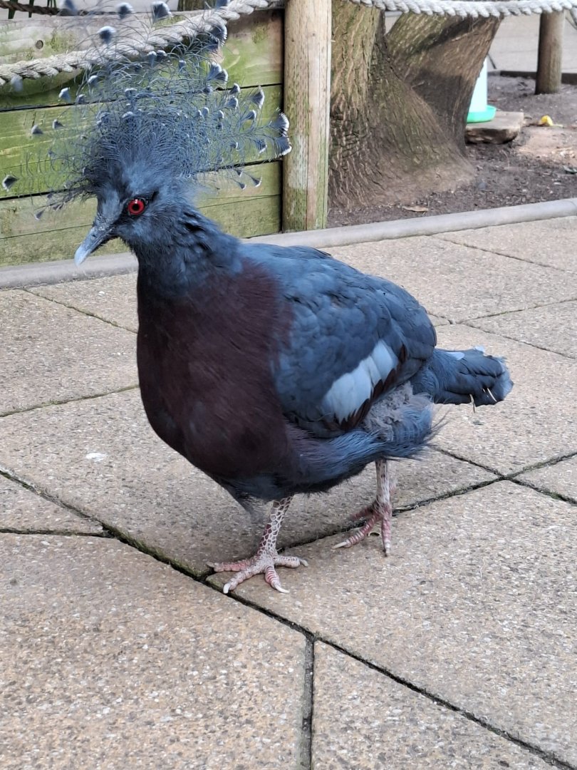 Victoria Crowned Pigeon