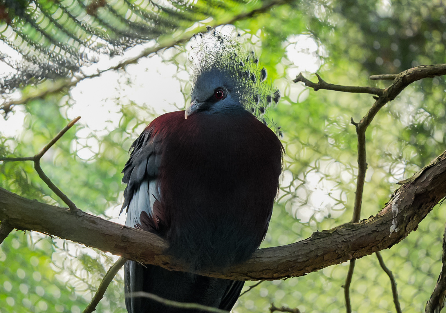 Victoria Crowned Pigeon