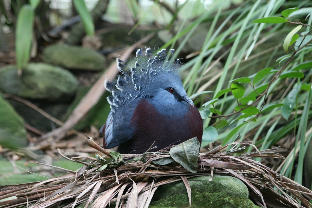Victoria Crowned Pigeon