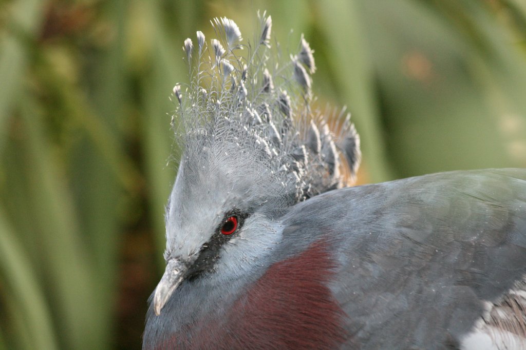 Victoria Crowned Pigeon