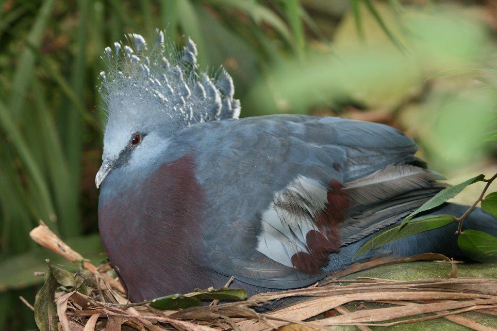 Victoria Crowned Pigeon