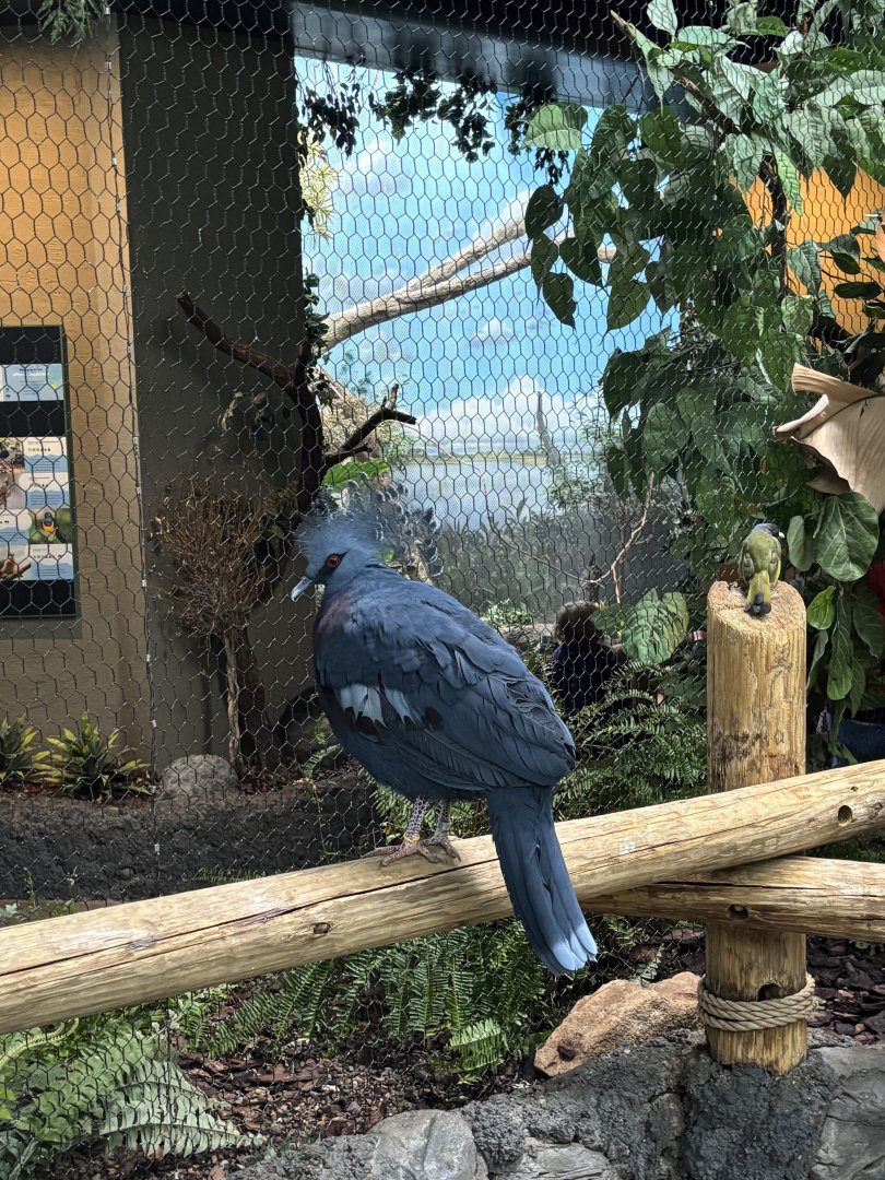Victoria Crowned Pigeon