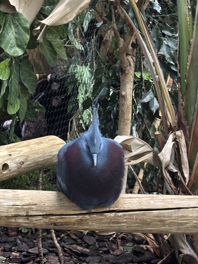 Victoria Crowned Pigeon