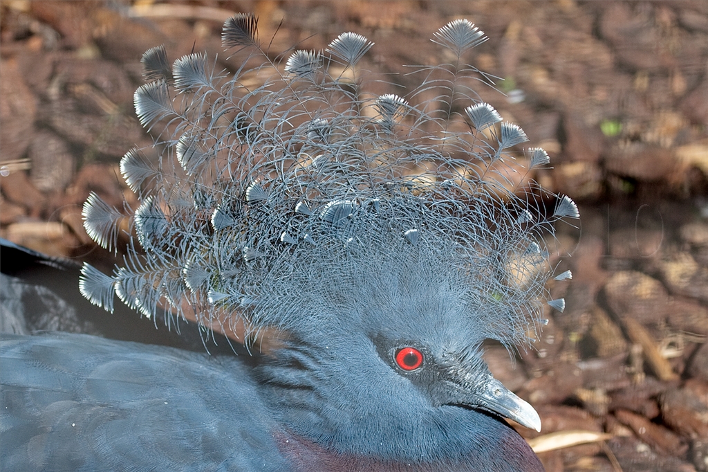Victoria Crowned Pigeon