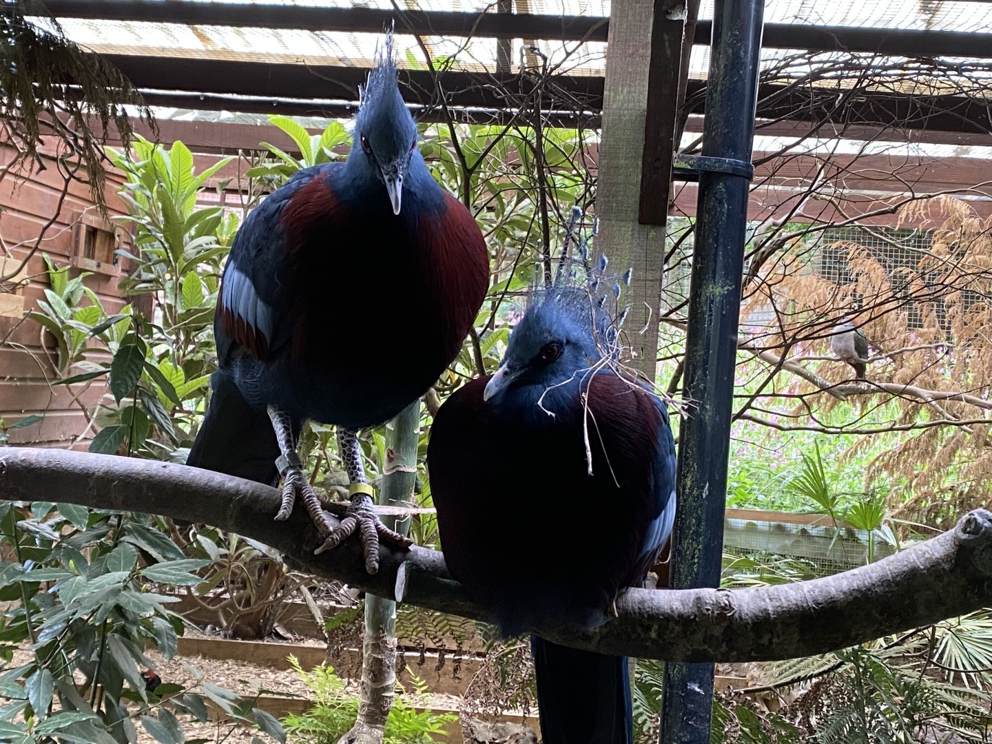 Victoria crowned-pigeons 150522