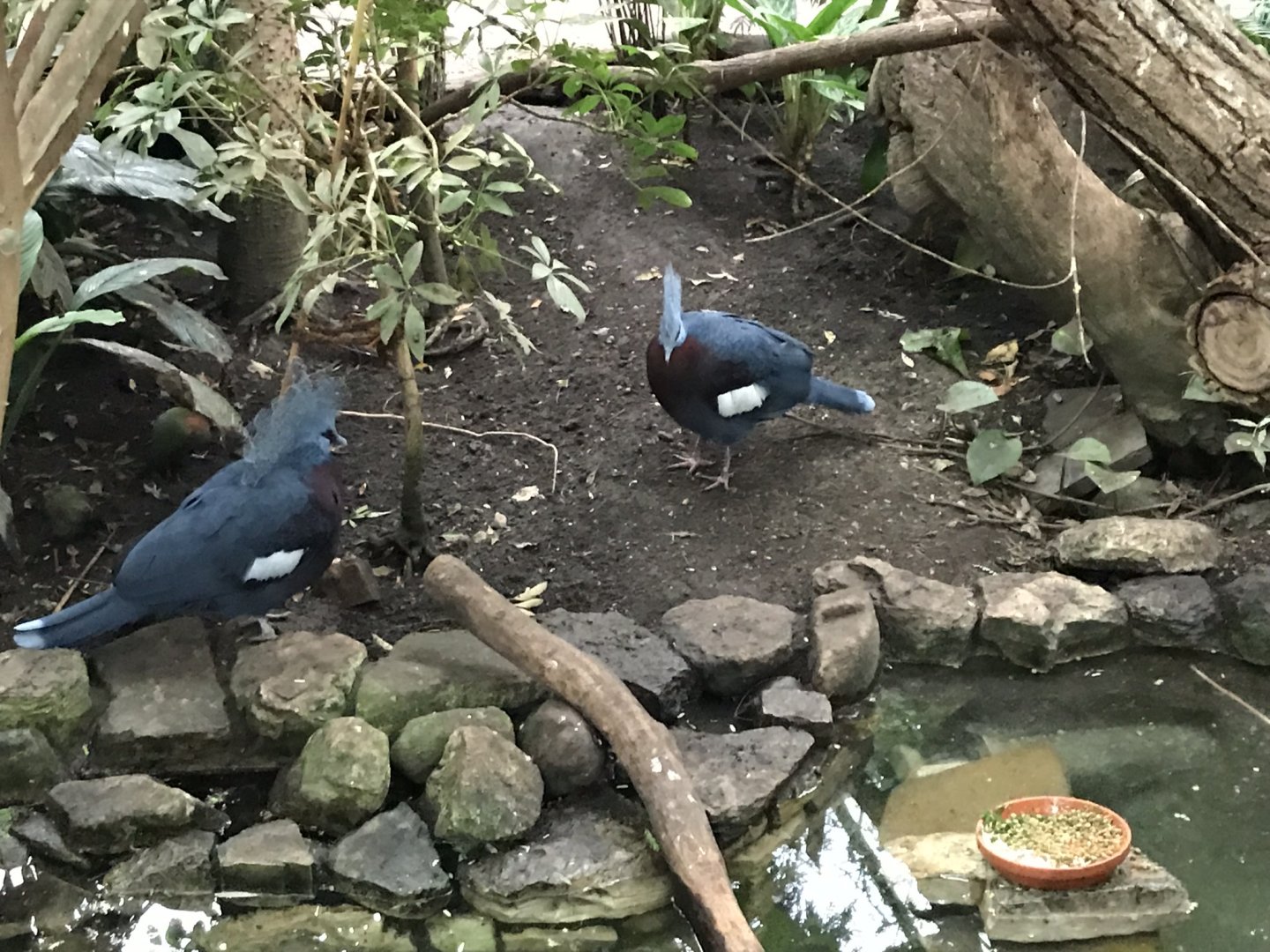 Victoria crowned pigeons 280118