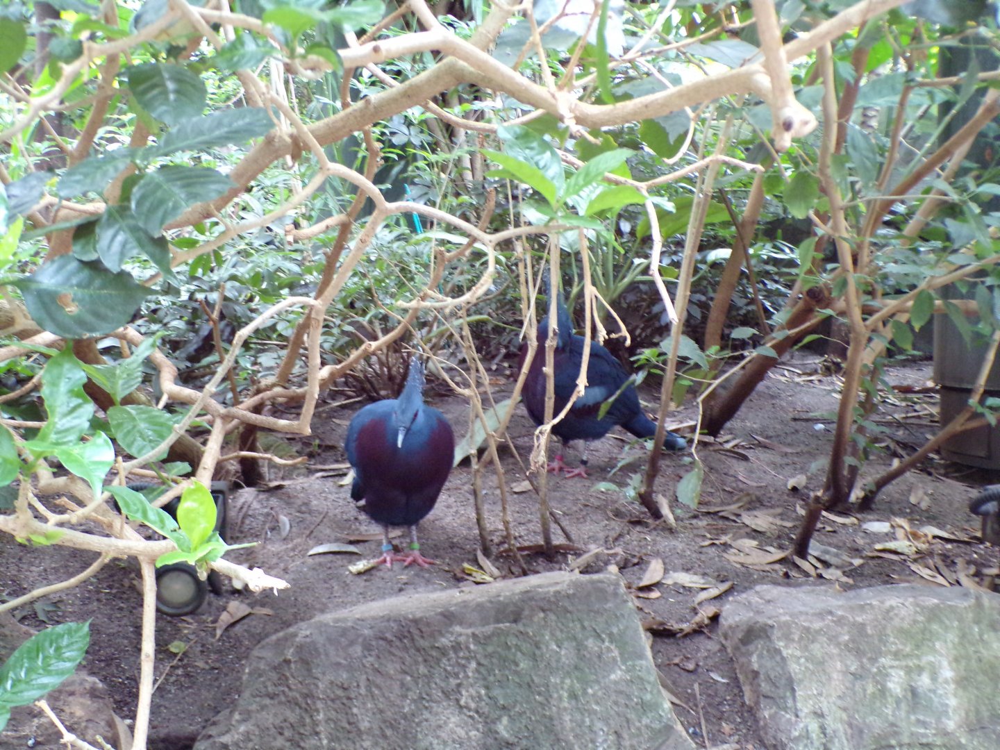 Victoria crowned pigeons 29.6.24
