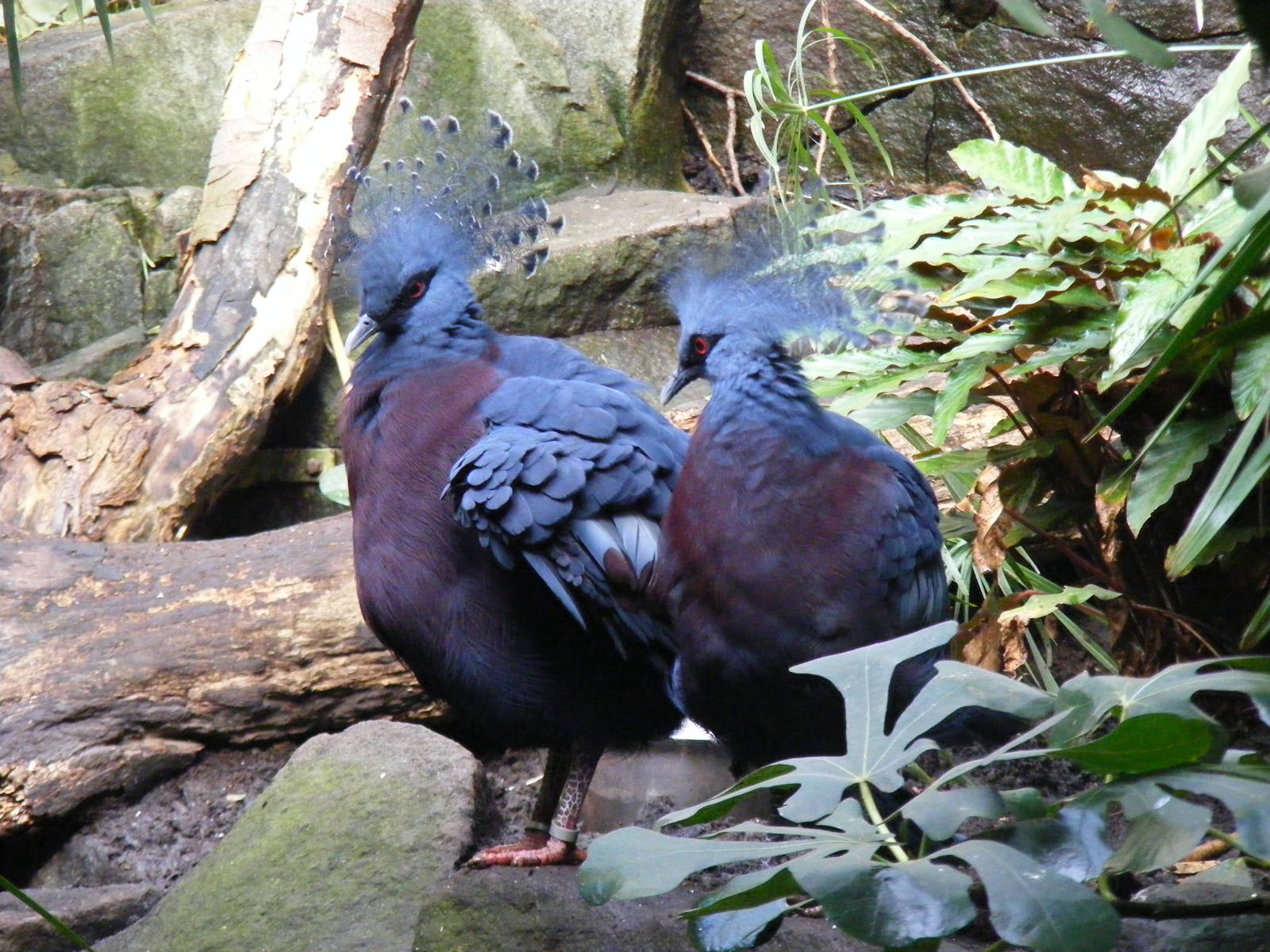 Victoria crowned pigeons at Edinburgh Zoo, 2 October 2010