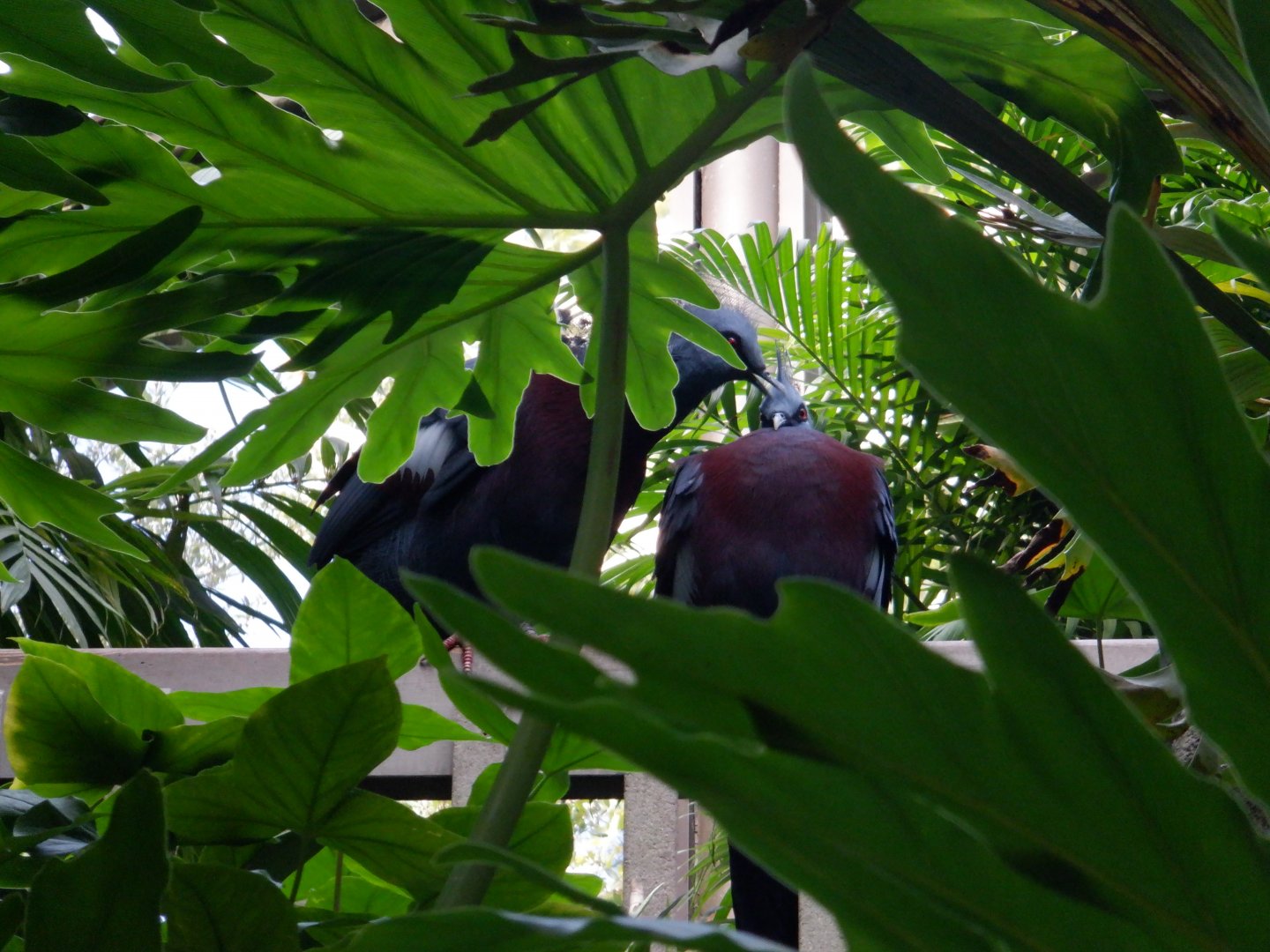 Victoria Crowned Pigeons at the North Carolina Zoo