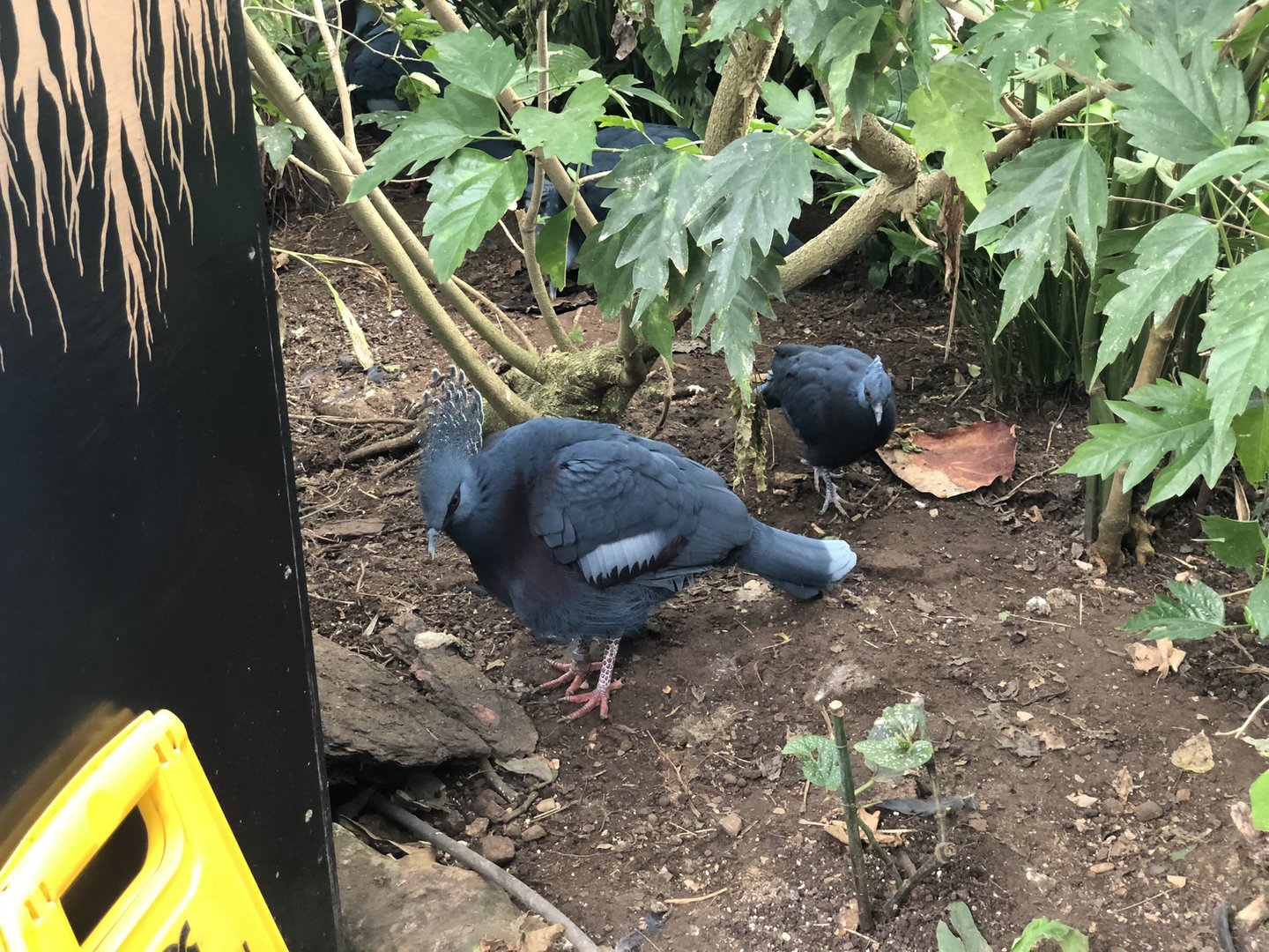 Victoria Crowned Pigeons at Tropical Butterfly House (March 2023)