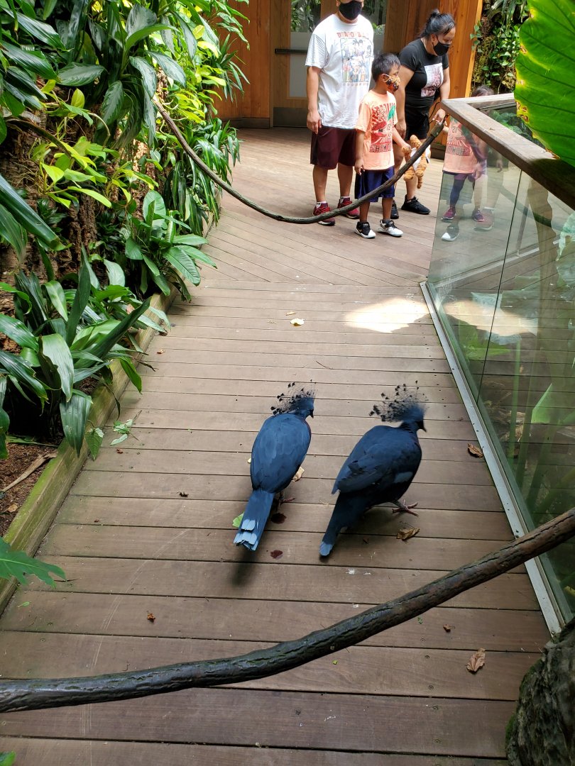 Victoria Crowned Pigeons - August 2021