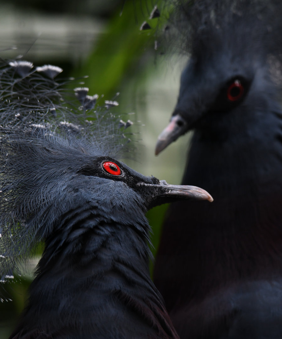 Victoria crowned pigeons - Feathers & Scales
