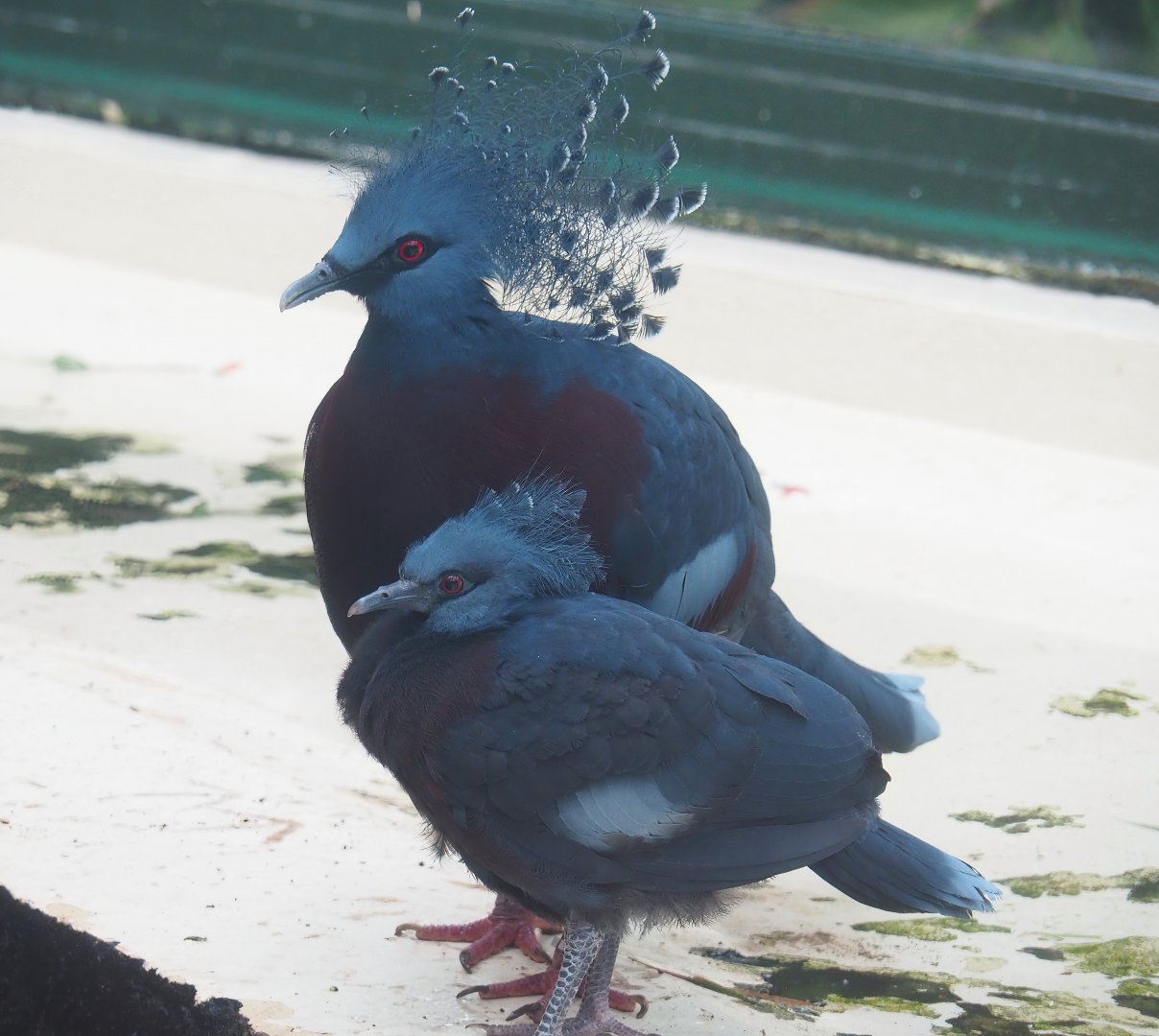 Victoria crowned pigeons (Goura victoria), 2023-08-17