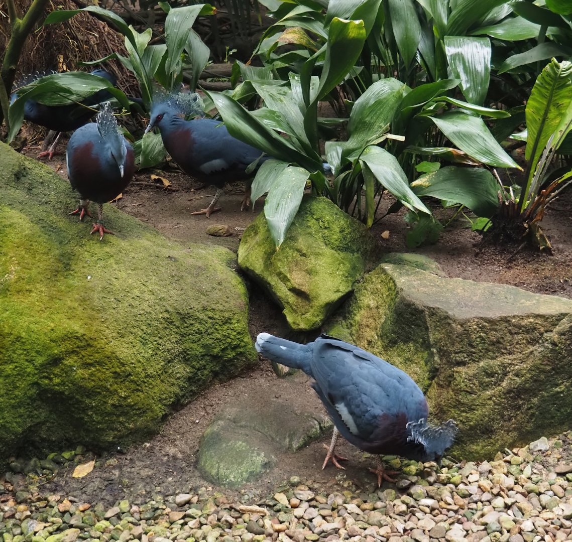Victoria crowned pigeons (Goura victoria), 2024-05-22