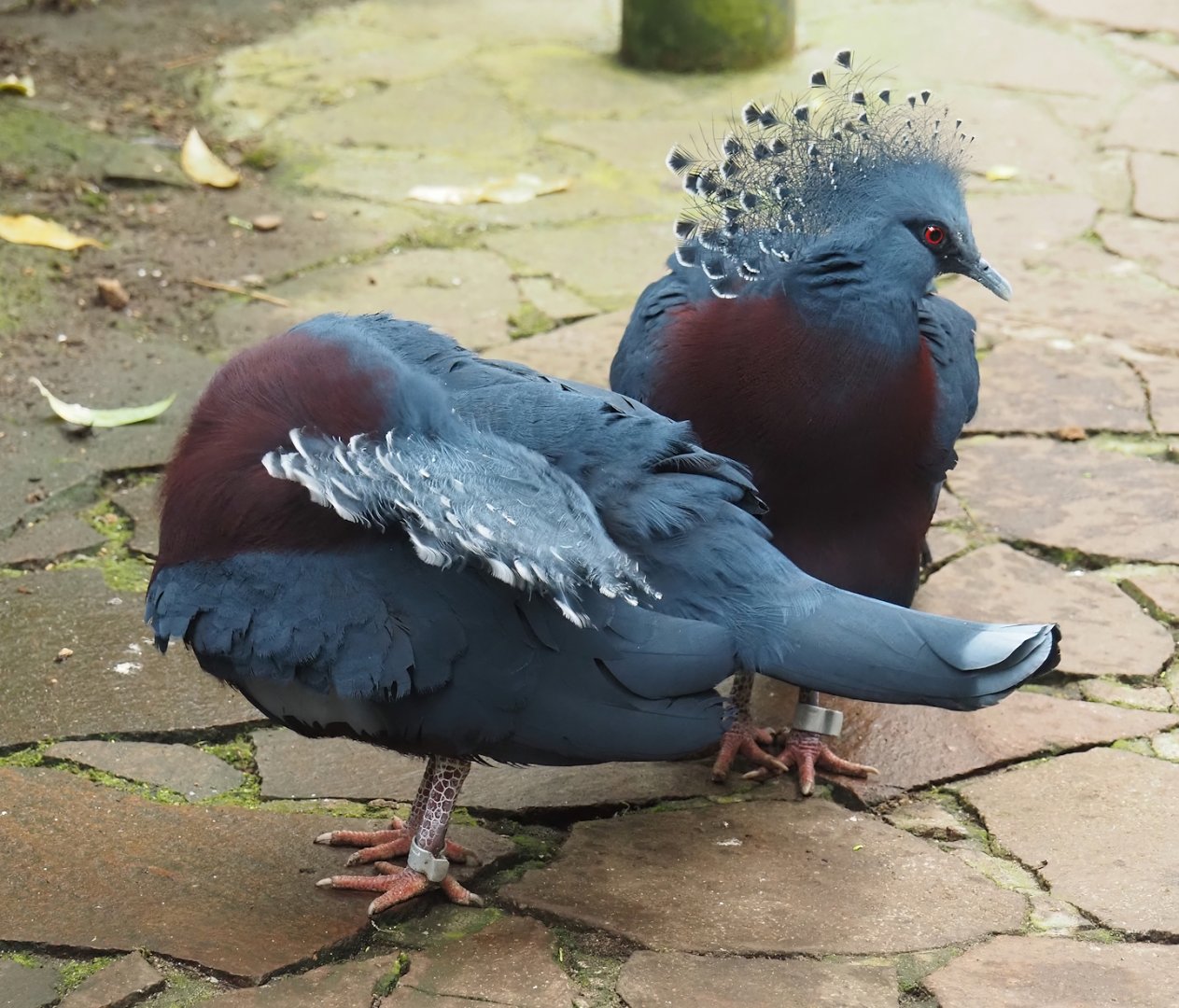 Victoria crowned pigeons (Goura victoria), 2024-05-22