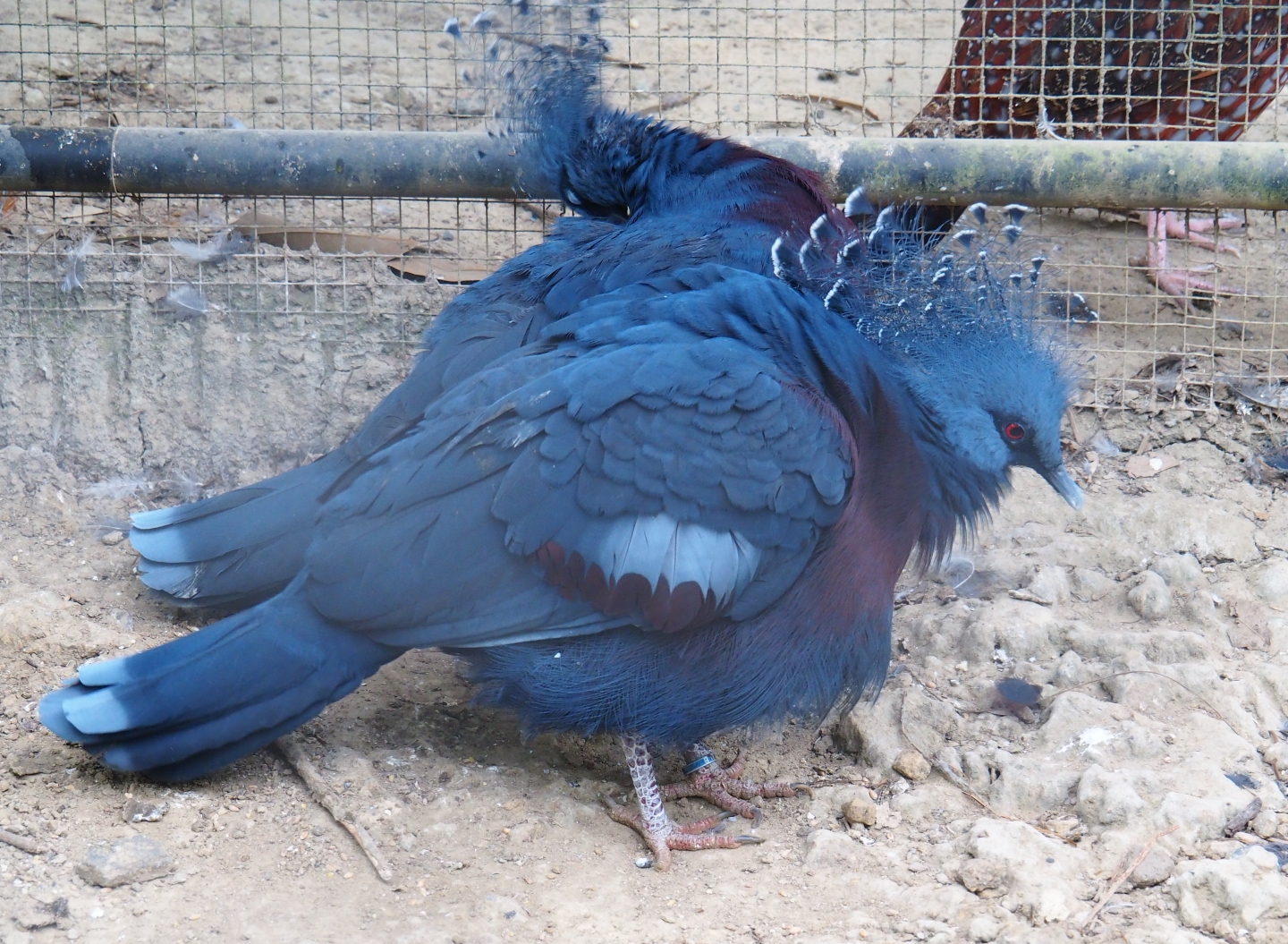 Victoria crowned pigeons (Goura victoria), Aug 28th, 2018
