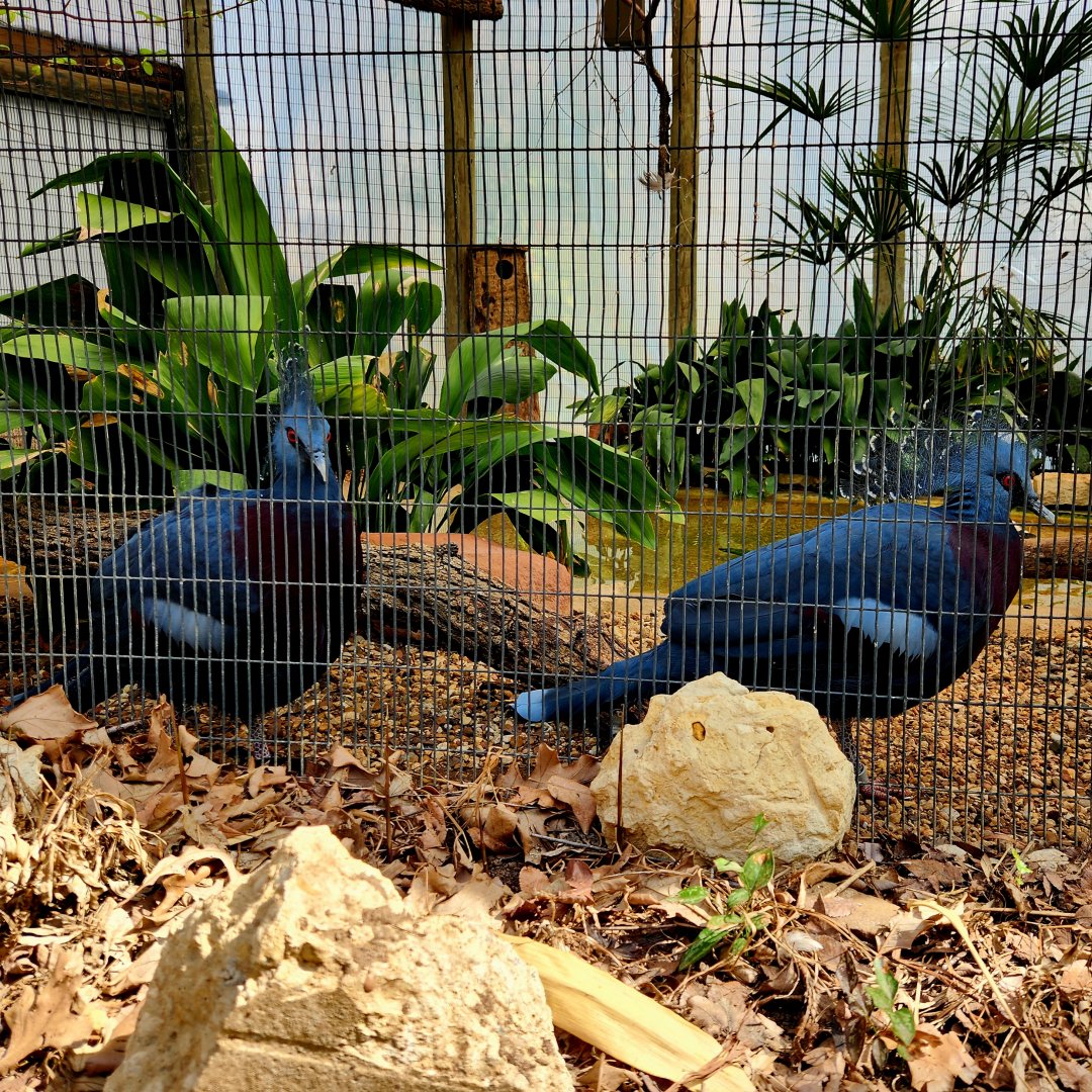 Victoria Crowned Pigeons (Goura victoria)
