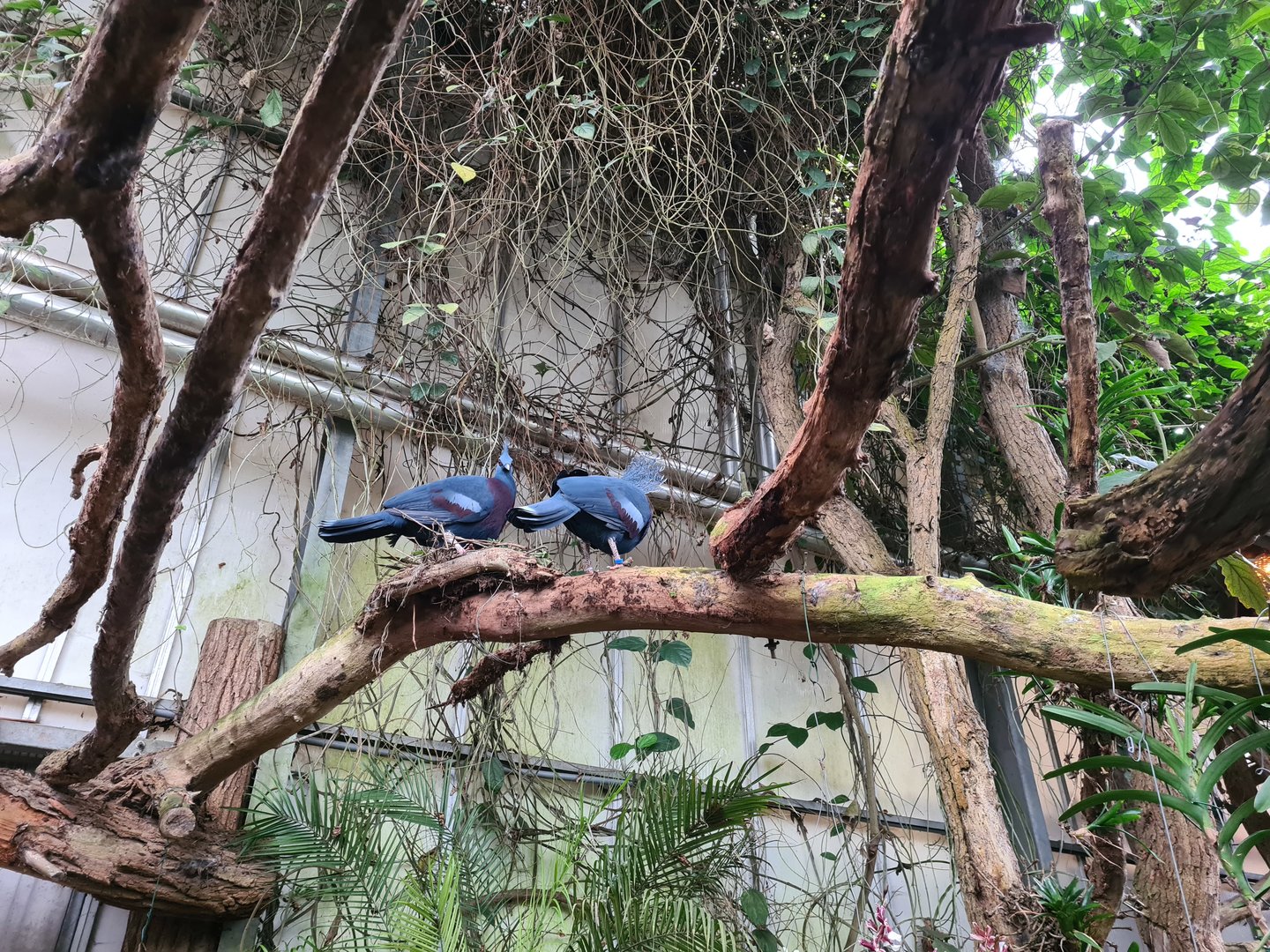 Victoria crowned pigeons in "Amazon" hall