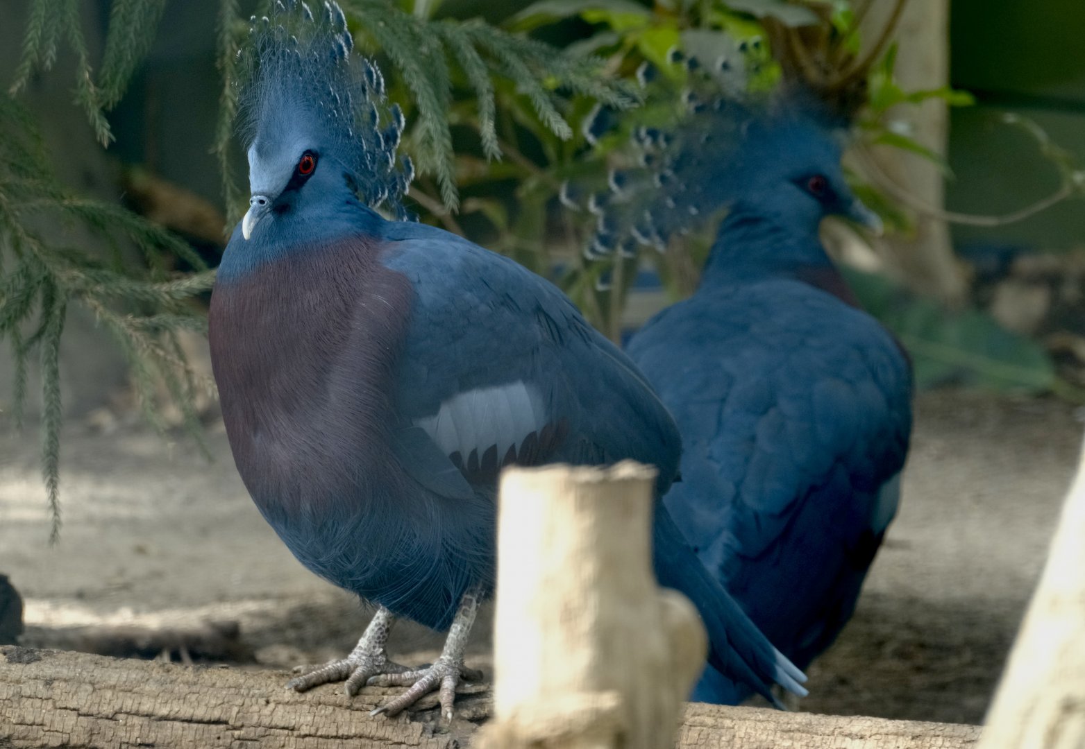 Victoria crowned pigeons - May 7, 2025