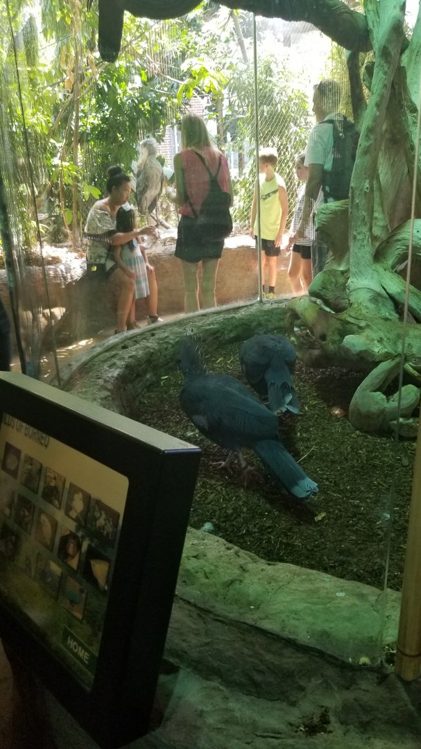 Victoria crowned pigeons, Shoebill
