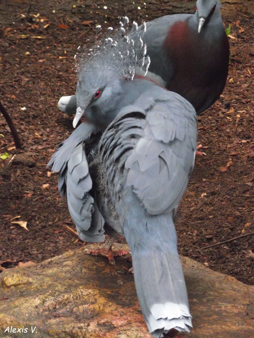 Victoria Crowned-Pigeons - Zooparc de Beauval - 05/2021