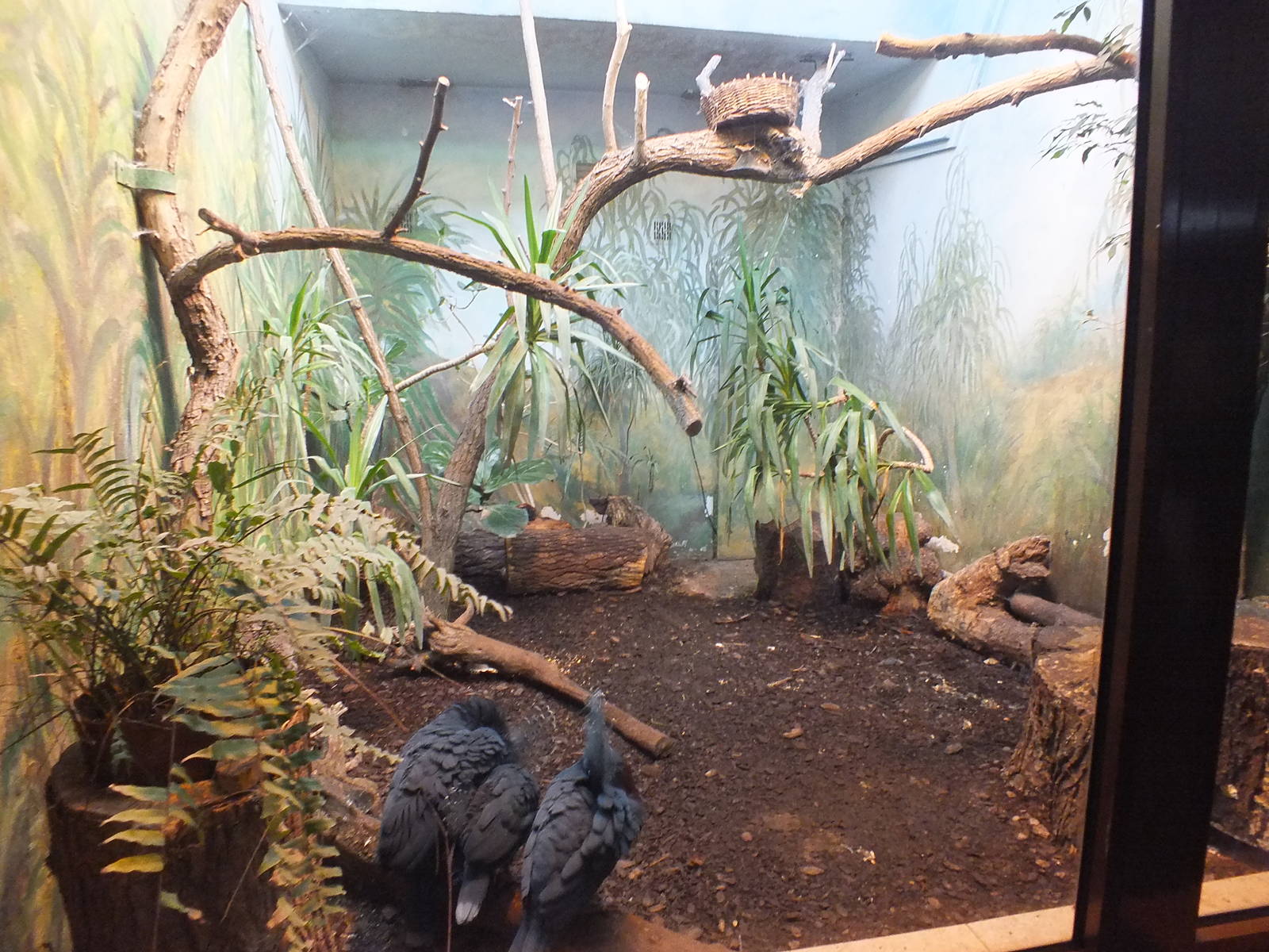Victoria crowned pigeons
