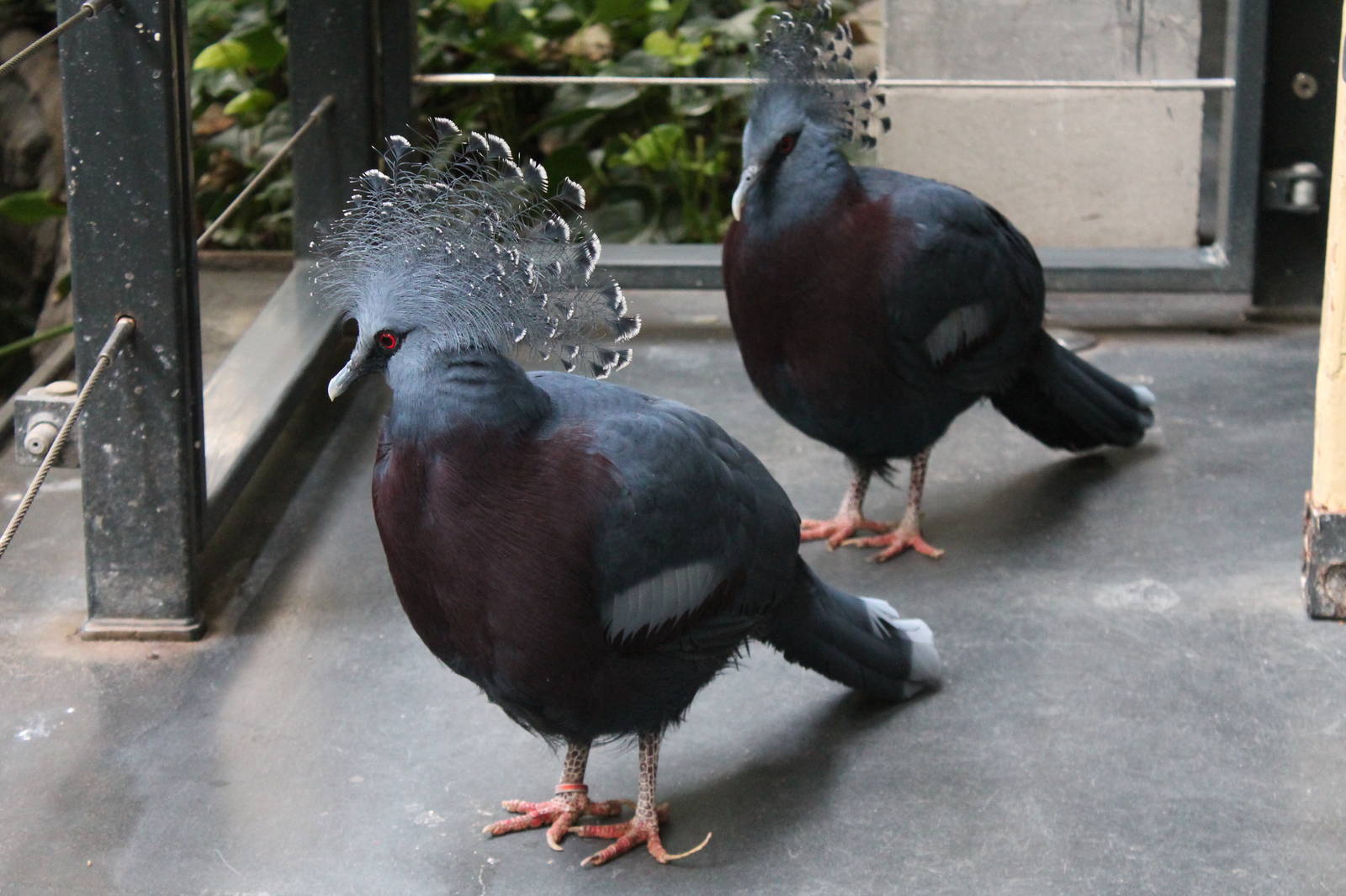 Victoria Crowned Pigeons