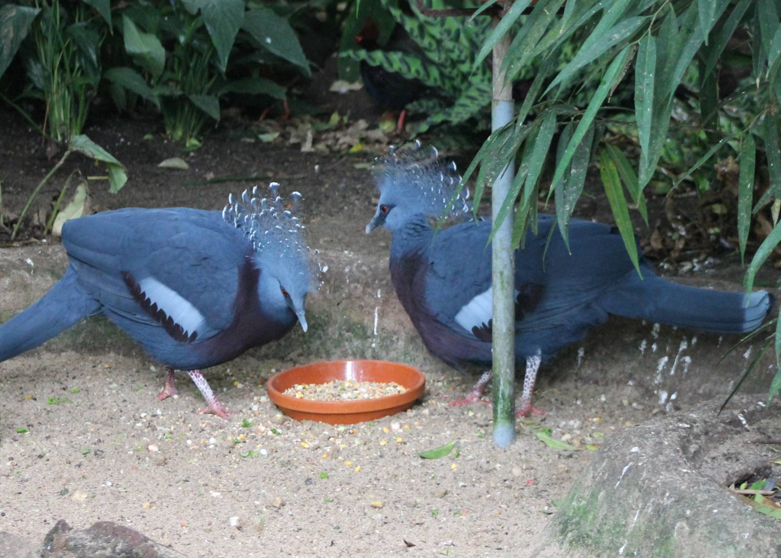 Victoria crowned pigeons