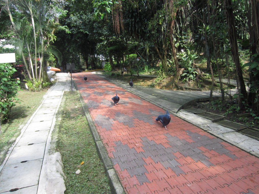 Victoria Crowned Pigeons
