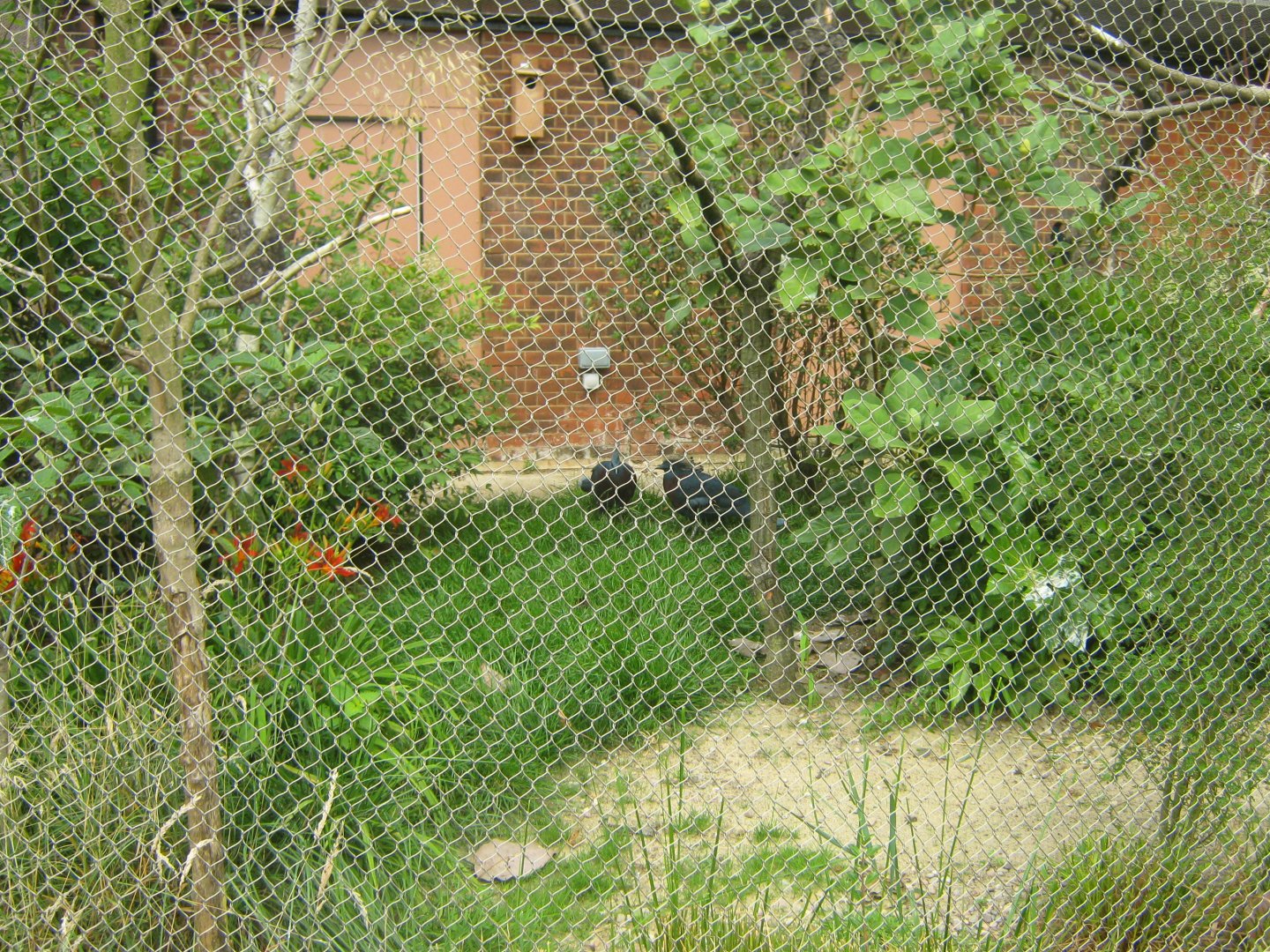Victoria Crowned Pigeons