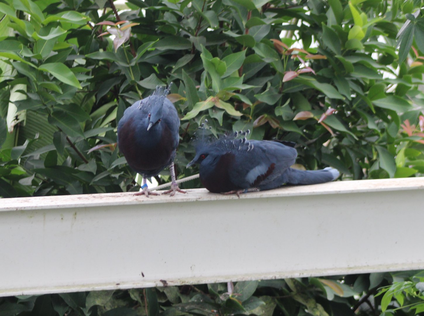 Victoria crowned pigeons