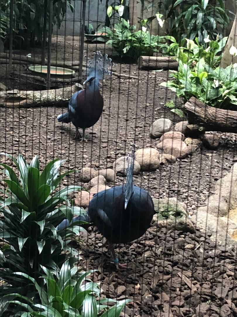 Victoria Crowned Pigeons