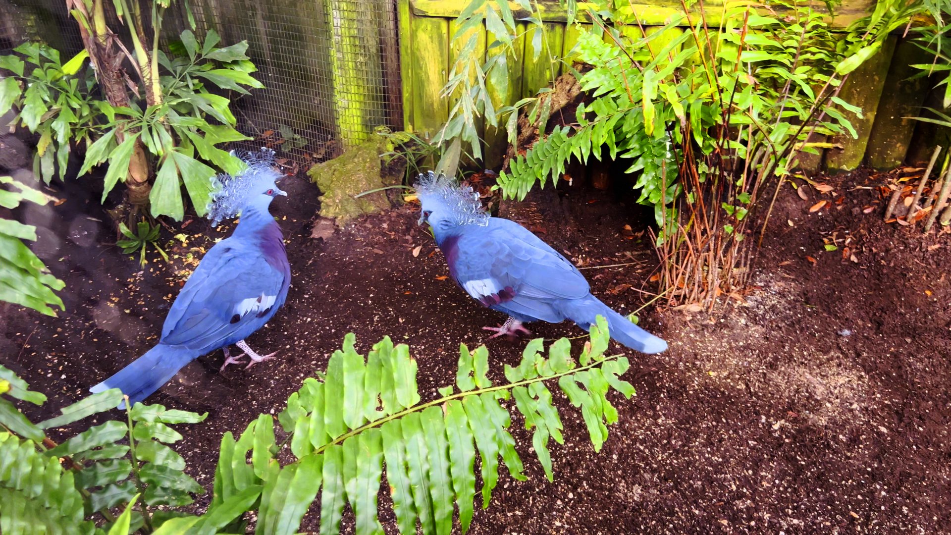 Victoria Crowned Pigeons