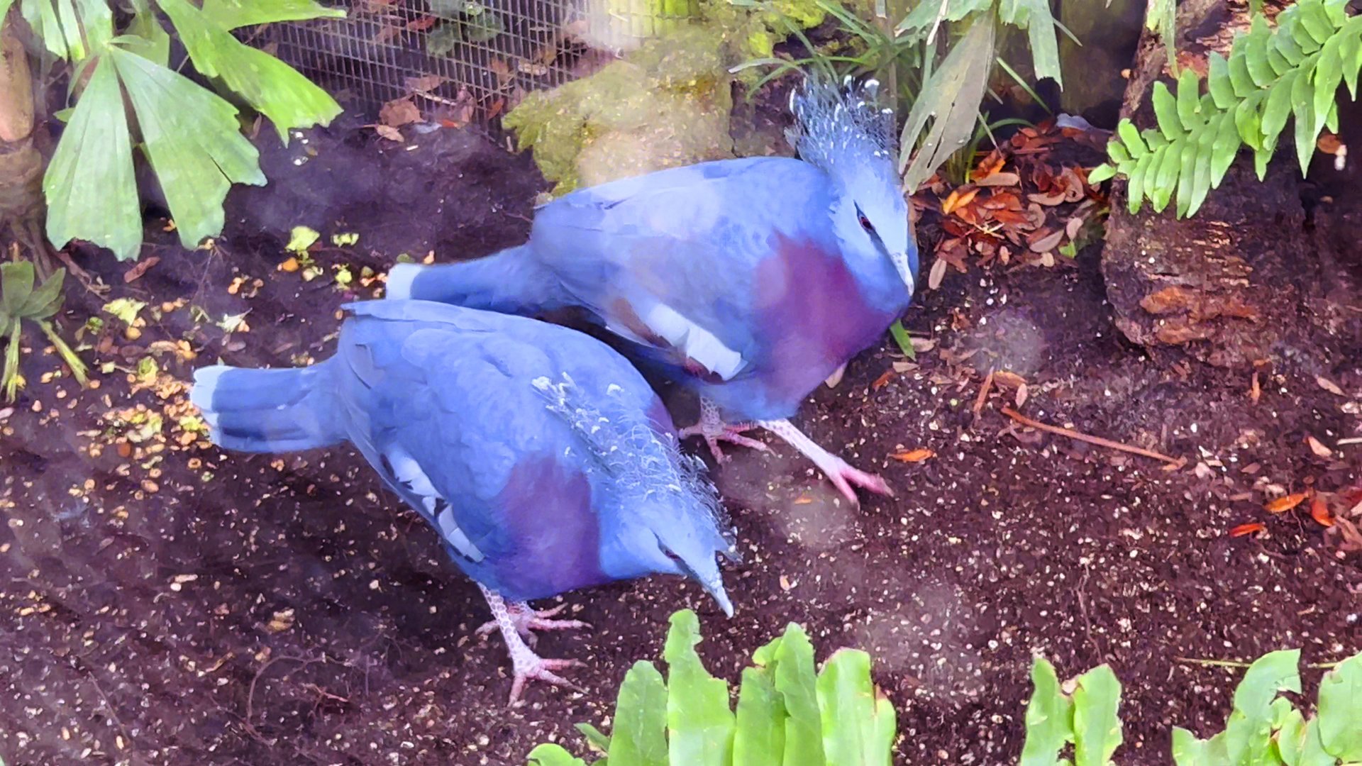 Victoria Crowned Pigeons