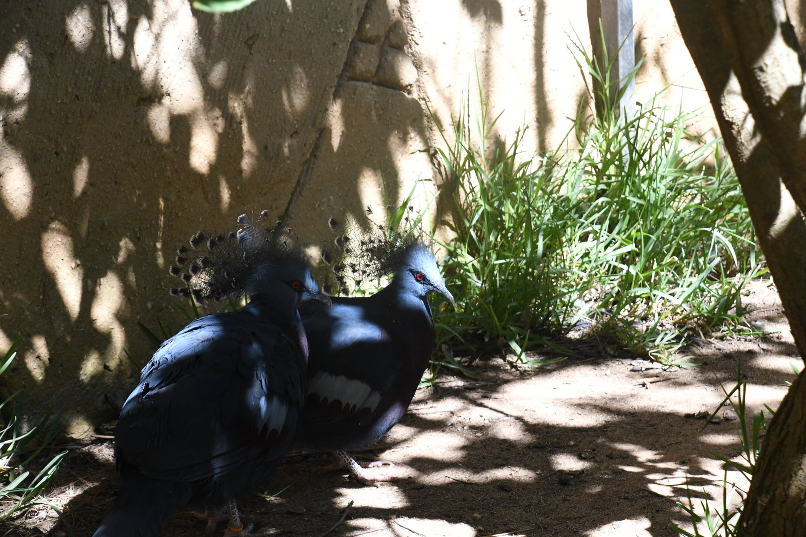 Victoria Crowned Pigeons