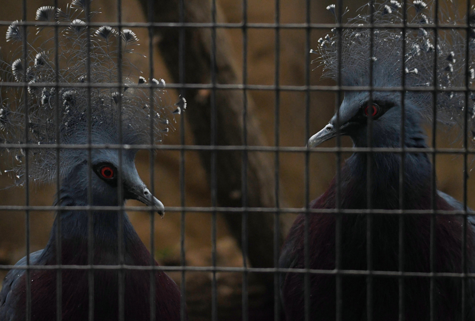 Victoria Crowned Pigeons