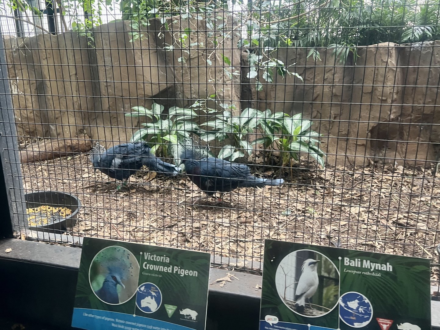 Victoria Crowned Pigeons