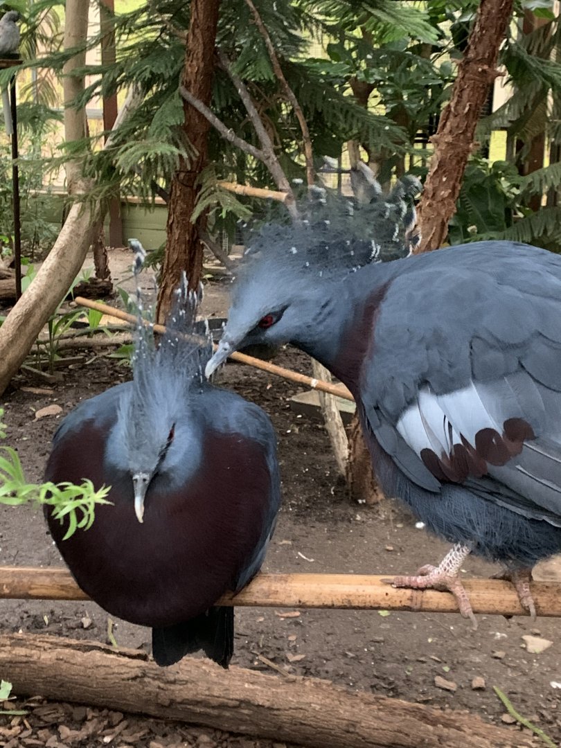 Victoria Crowned Pigeons